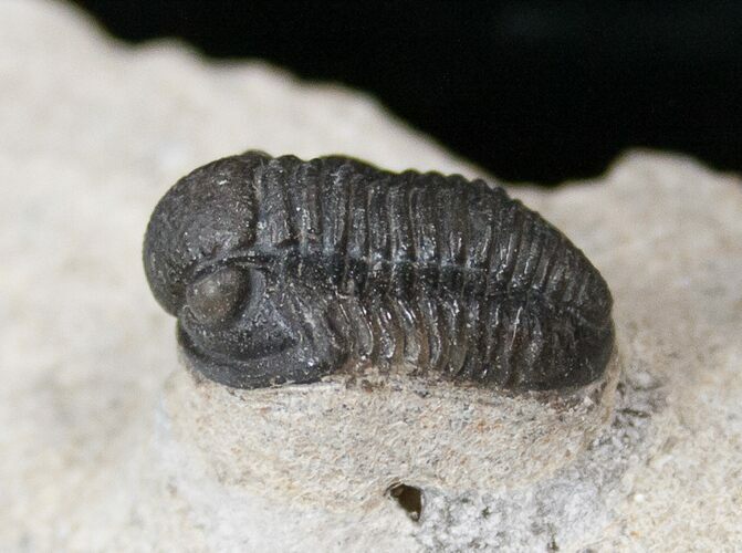Bargain Gerastos Trilobite Fossil - Foum Zguid #15386